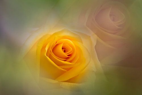 Gele roos met zachte achtergrond