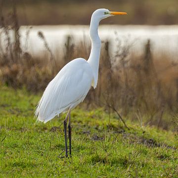 Grande aigrette