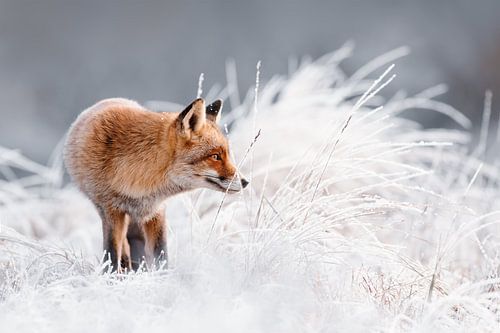 Renard au pays des merveilles hivernales sur Roeselien Raimond