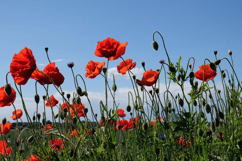 Poppy's by Ostsee Bilder