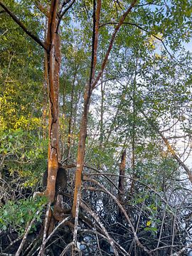 mangrove van Barbara Mac Intosch