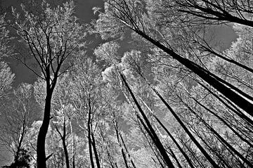 Meditative Kraft des Waldes von Silva Wischeropp