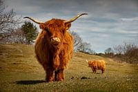 Schotse Hooglander in Zeepeduinen , Burgh-Haamstede, Zeeland
