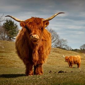 Schottischer Highlander in Zeepeduinen , Burgh-Haamstede, Zeeland von Rene  den Engelsman