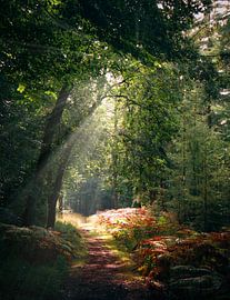 Beautiful autumn day in the forest.