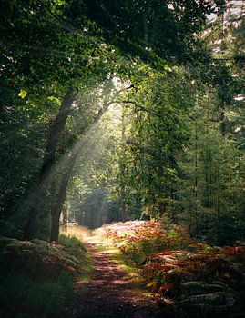Prachtige herfstdag in het bos.