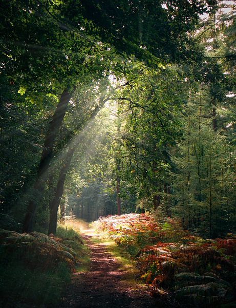 Prachtige herfstdag in het bos. van Rick van de Kraats