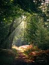 Prachtige herfstdag in het bos. van Rick van de Kraats thumbnail