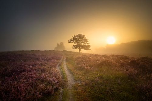 Foggy sunrise over the flowering heather at Gasterse Duinen