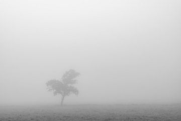 boom in de mist van Heino Van der Veken