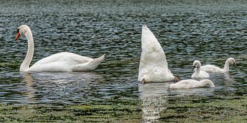 swan family by Peter Smeekens