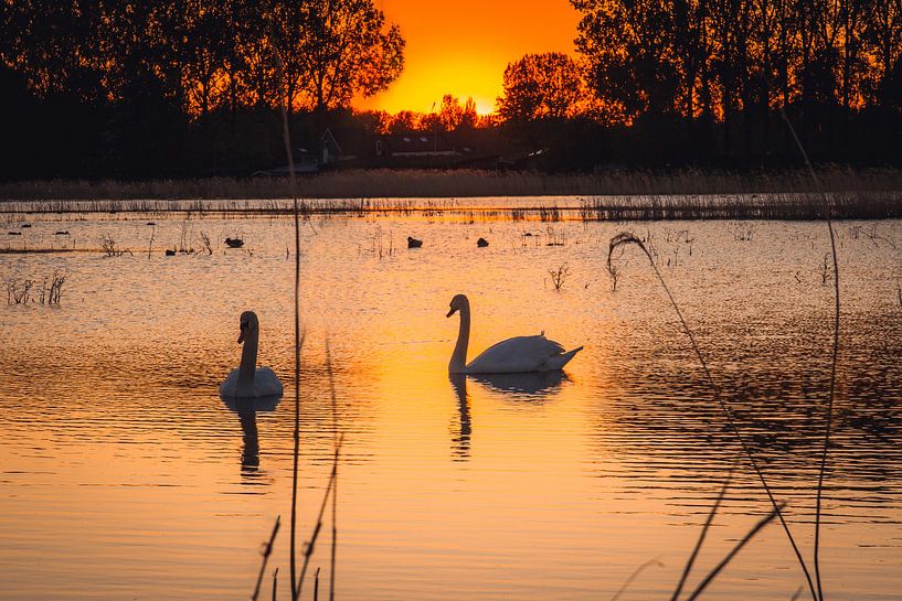 Zwei Schwäne mit Sonnenuntergang von Petra Brouwer
