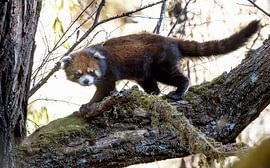 Young red panda walking on a tree trunk by Lennart Verheuvel