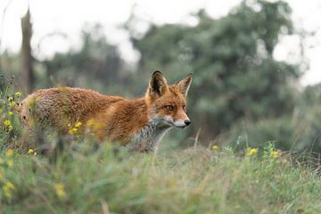 Fuchs in der Düne von Louise Poortvliet