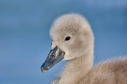 Donzy.nl - Jong zwaantje - Portret. van Donzy.nl