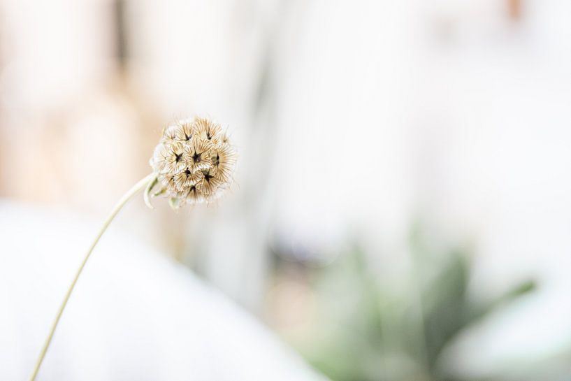 Gedroogde bloem van Danique Habets