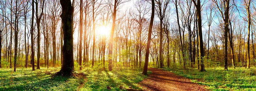 Gremberger Wäldchen im Frühling von Günter Albers