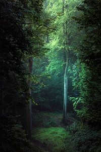 Rêve En Vert - Forêt de feuillus le matin