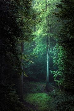 Traum In Grün - Laubwald am Morgen von Dirk Wüstenhagen