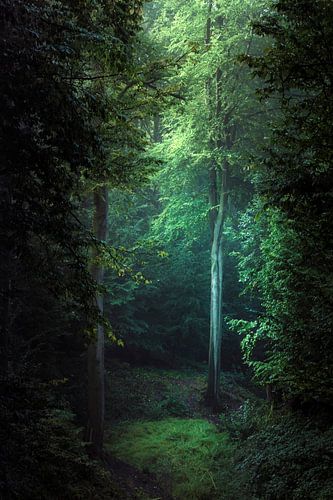 Dream In Green - Deciduous Forest in the Morning