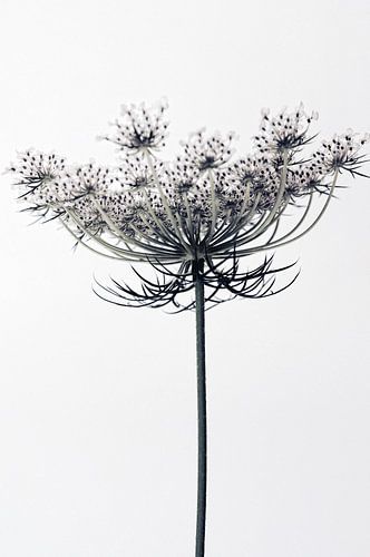 Wortelbloemen (gezien bij de vtwonen)