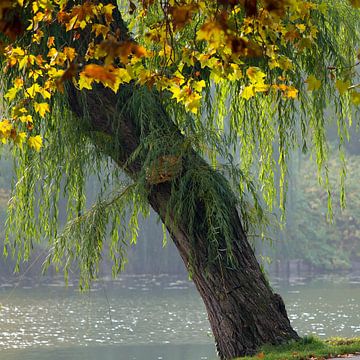 BERLIJN Lietzensee Boom - herfstboom van Bernd Hoyen