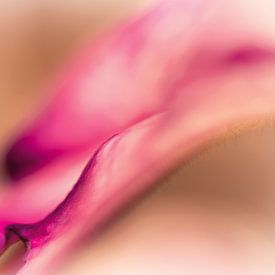 Delicate petal by Nicc Koch