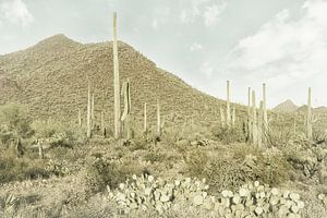 SAGUARO NATIONAAL PARK Reuzengrote Saguaro Cactus | Vintage van Melanie Viola