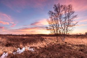 Het Drentse Landschap (De Gasterse Duinen) van P Kuipers