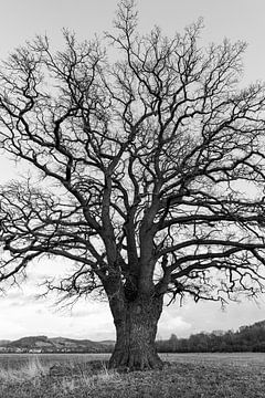 The Thick Oak by Roland Brack