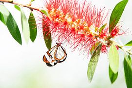 Glasswing butterfly by Pien Boelen