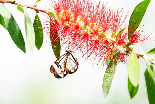 Glasflügel-Falterfisch