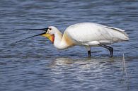 Spoonbill catches shrimp by Linda Raaphorst thumbnail
