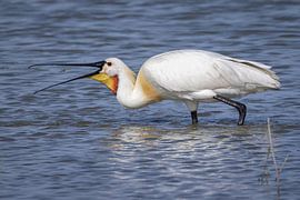 Lepelaar vangt garnaal