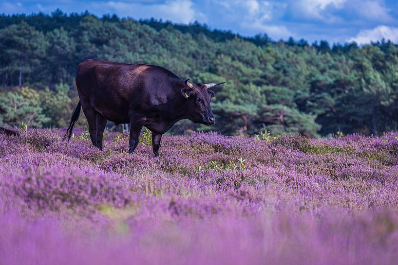 grazer among the heather by peterheinspictures