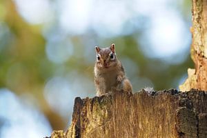 Erdhörnchen: Bewundernswert neugierig auf der Lauer