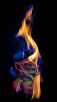 Brennende Rose 2 .