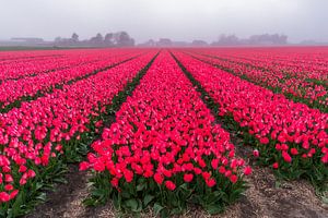 Champ de tulipes dans le brouillard (0189)