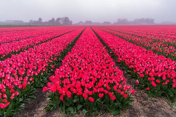 Tulpenfeld im Nebel (0189) von Reezyard