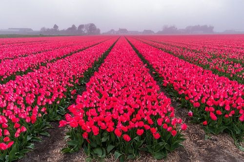 Tulip field in the fog (0189)
