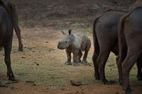 Young rhino among the buffalo