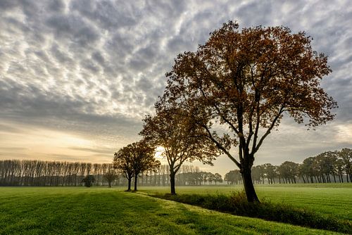Eikenbomen in het ochtendlicht