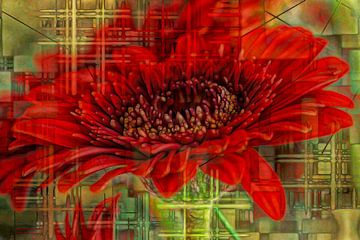 Rode bloem van Carla van Zomeren