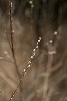 Brauntöne in der Natur