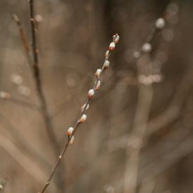 Shades of brown in nature by Susanne van Hofwegen