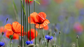 Summer Harmony von Martin Wohlgemuth