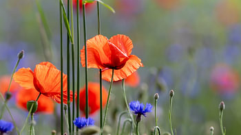 Summer Harmony