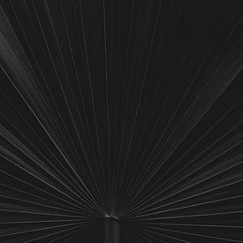 Palm, abstract, zwart wit natuurfotografie van Heidi van Boxtel