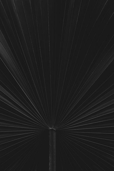 Palm, abstract, zwart wit natuurfotografie van Heidi van Boxtel