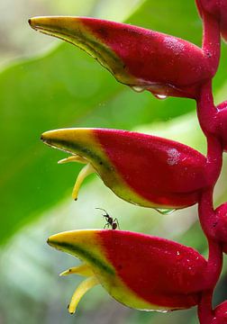 Ameise auf Blume von Floyd Angenent